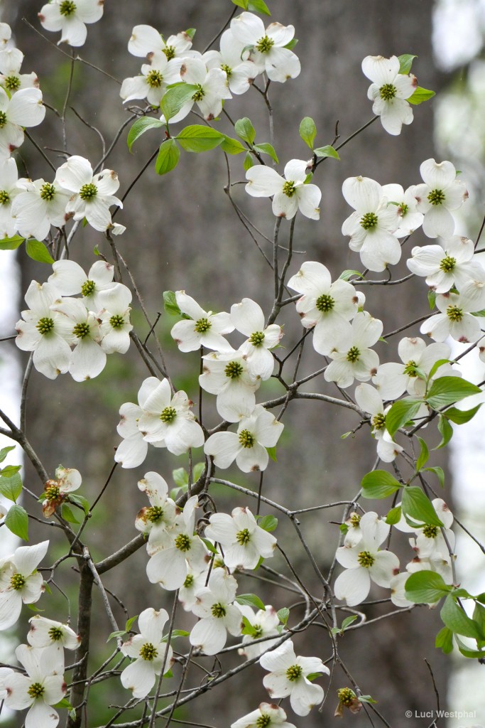 Flowering Dogwood (North Carolina)