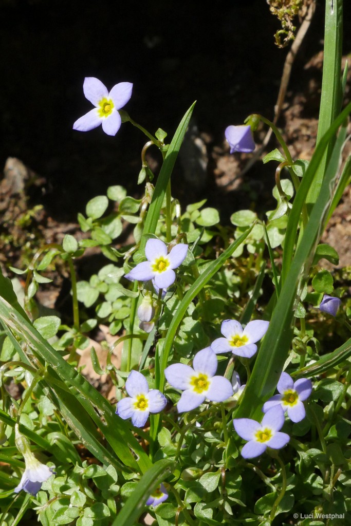 Azure Bluet aka Quaker Ladies (North Carolina)