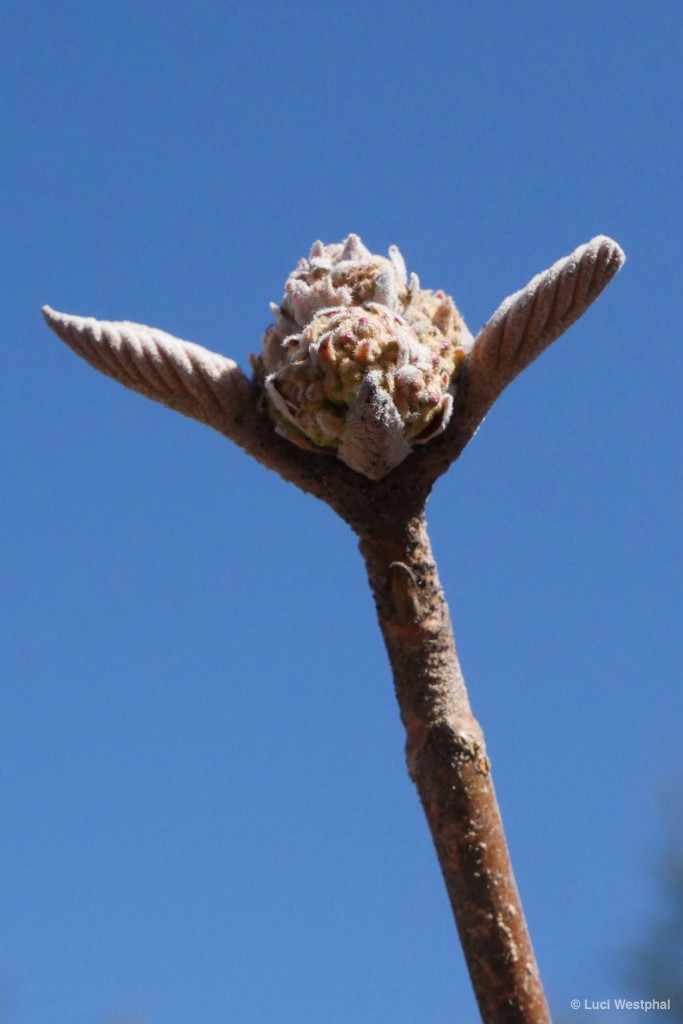Let's just call it as we see it: the Yoda Plant (North Carolina)