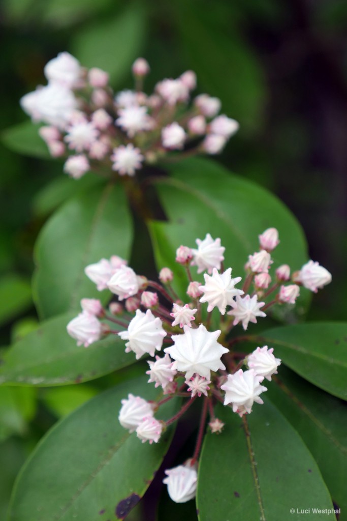 Mountain Laurel aka Spoonbush getting ready to open (North Carolina)
