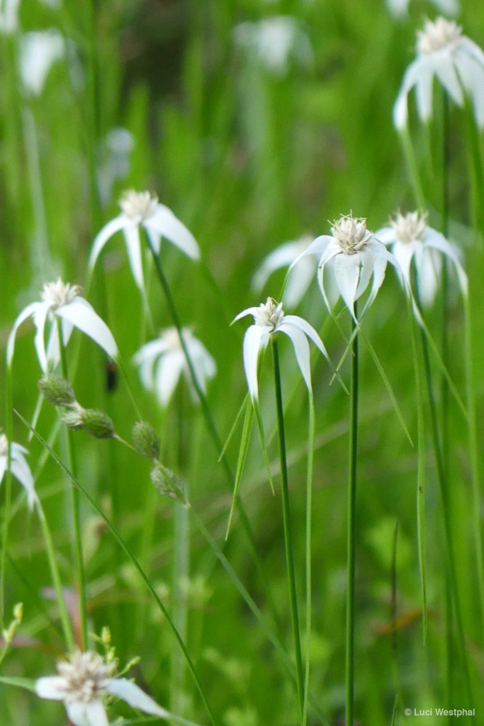 Whitetop Sedge aka Starrush Whitetop (Paynes Prairie, Florida)