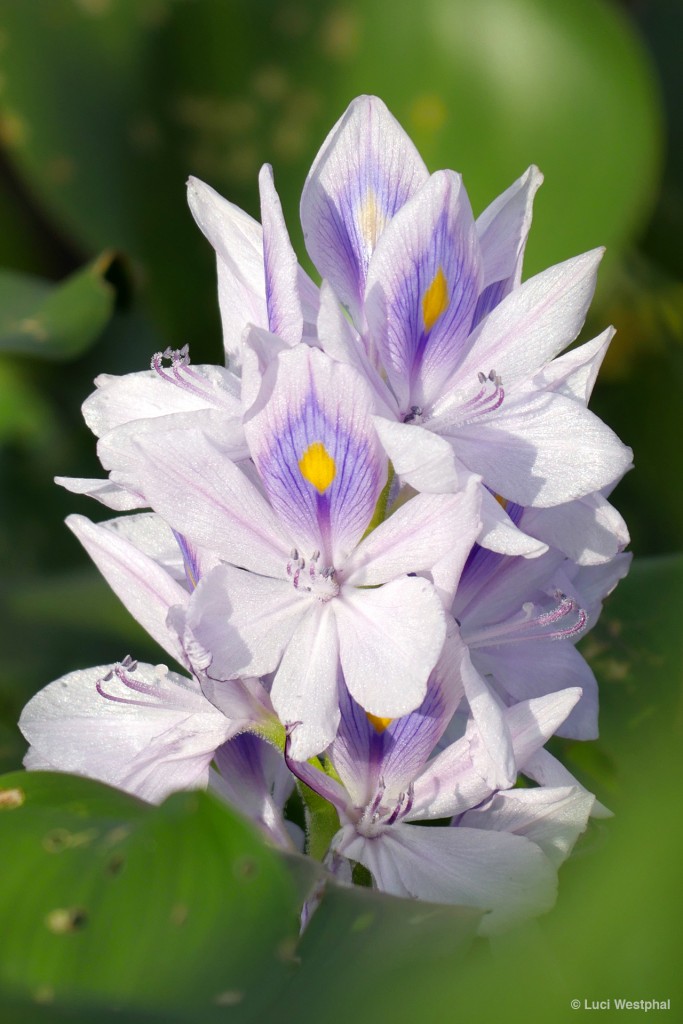 Water Hyacinth - so pretty, but so invasive in Florida.