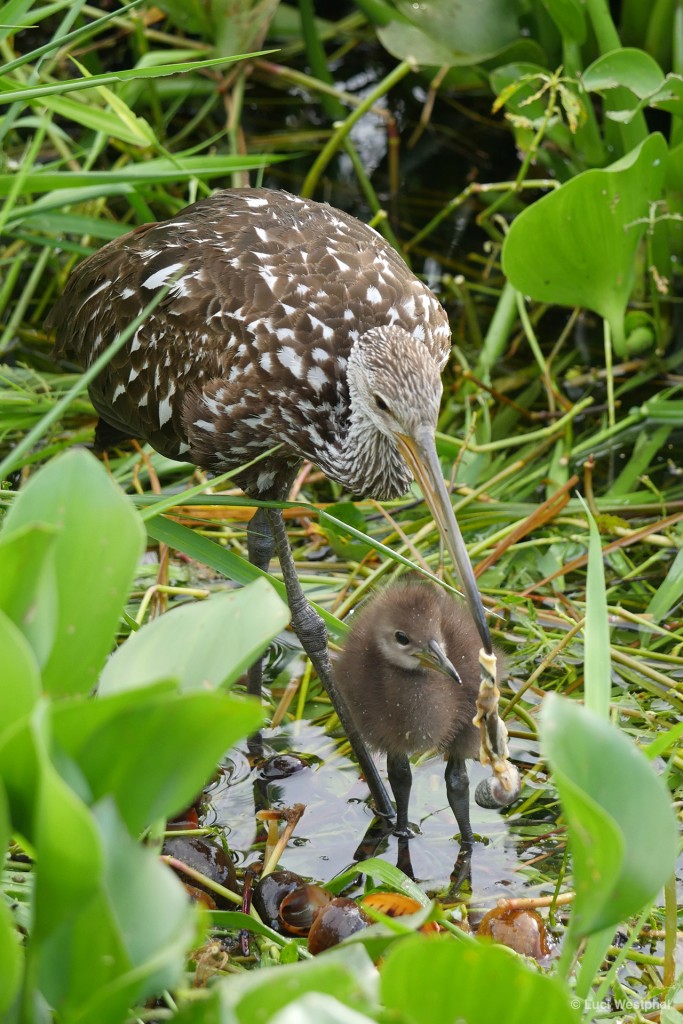 Mmmm snail innards! Limpkin parent feeding its chick an Apple Snail