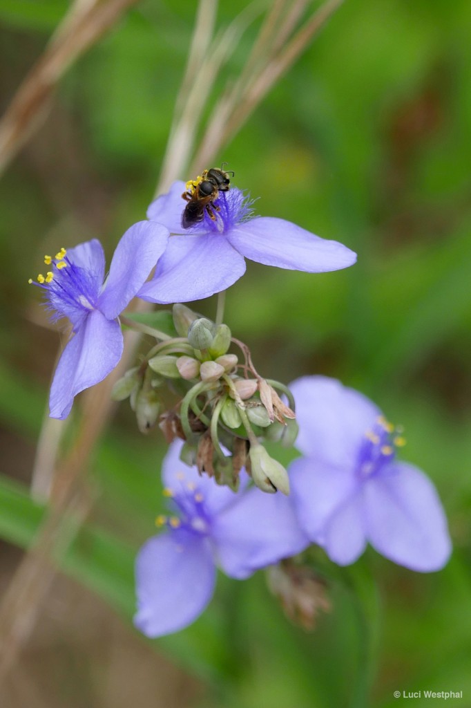 Bee on a Spiderwort (Gainesville, Florida)