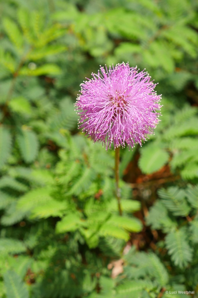 Powderpuff Mimosa (Gainesville, Florida)