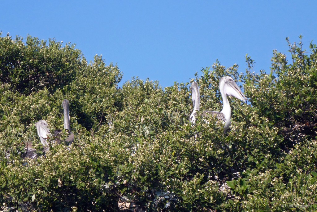 Baby pelicans in a tree! (Belleair Beach, Florida)