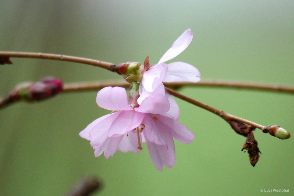 Pink almond blossom in Haselau (Germany)