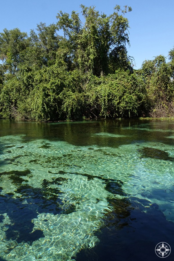 Photos from the Weeki Wachee River and Springs State Park (Florida)