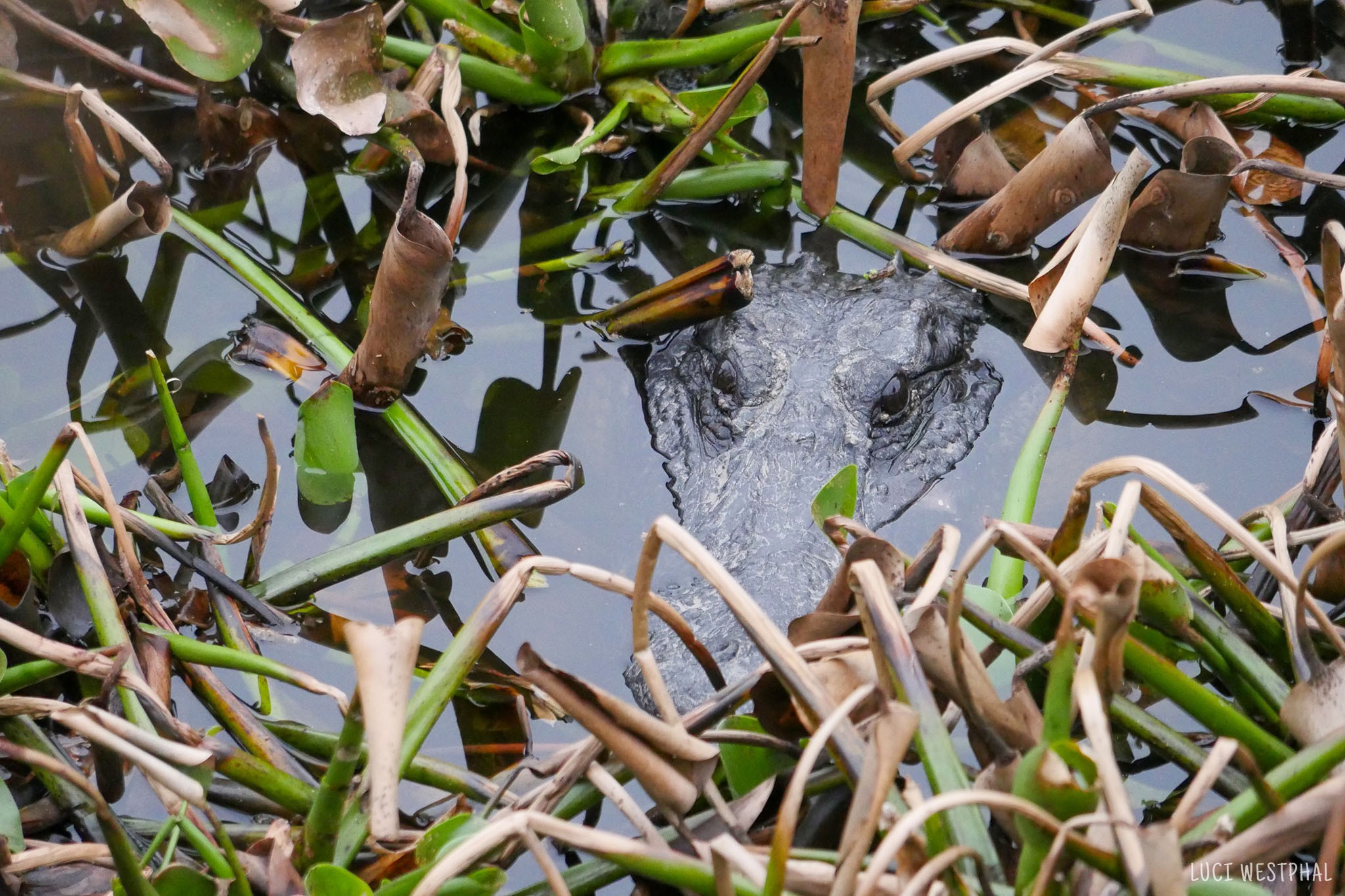 Alligator submerged in water, eyes visible, La Chua Trail, Paynes Prairie State Park, Florida