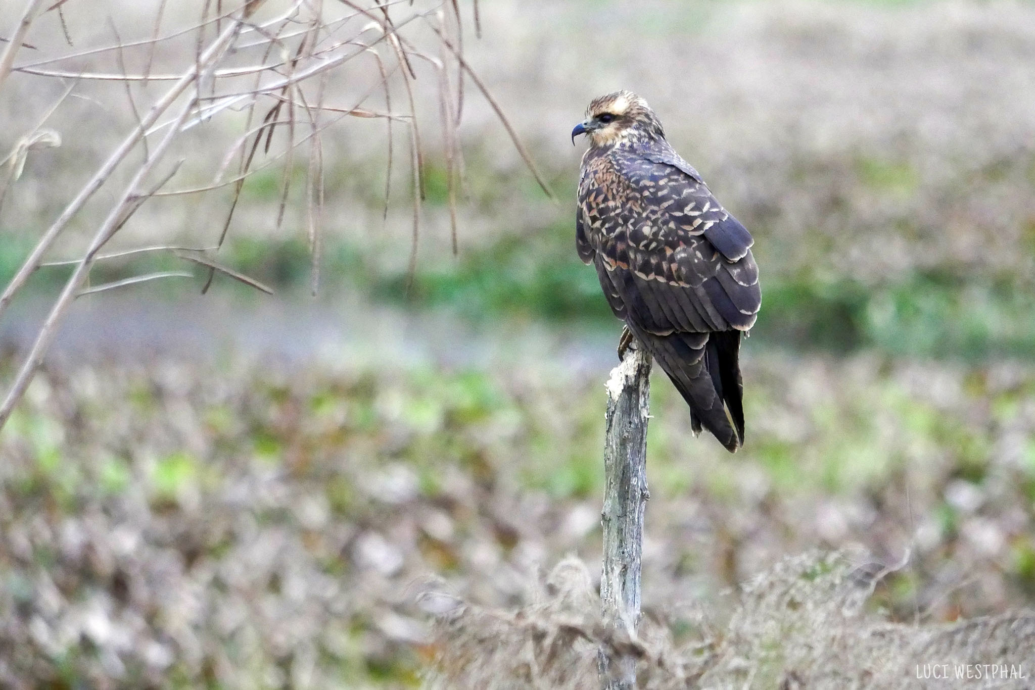 Snail Kite, brown bird of prey, pointy beak, endangered in the US, Paynes Prairie State Park, Florida