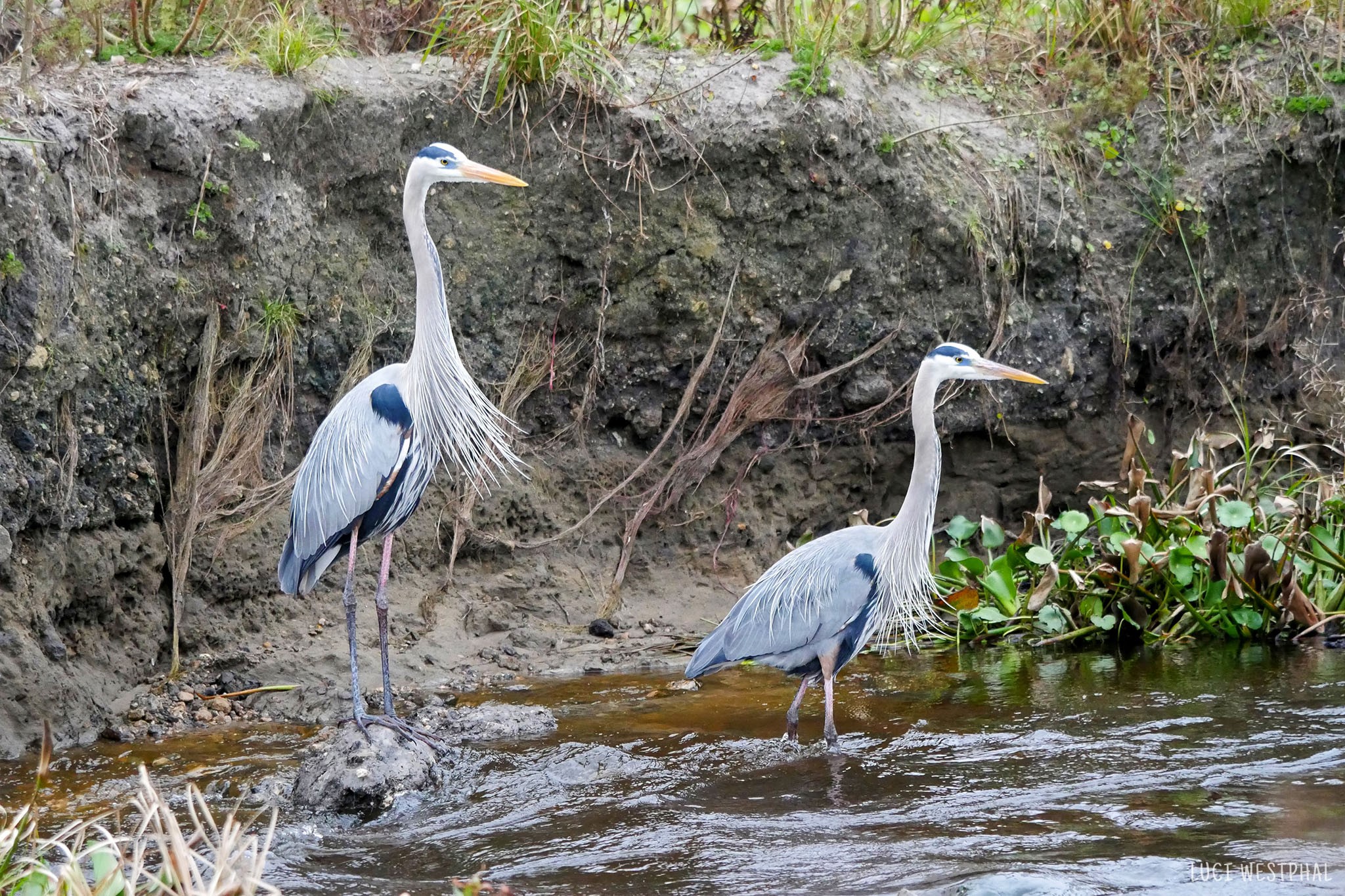 Two great blue herons standing in water, breeding feathers, La Chua Trail, Florida