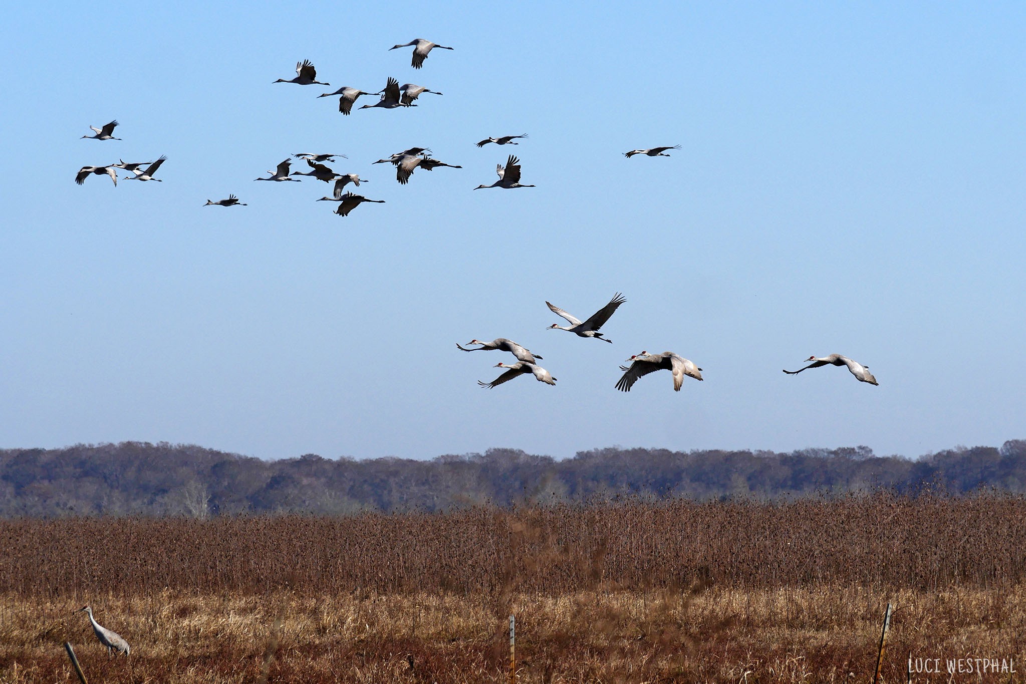 flock of sandhill cranes flying over brown winter prairie grass, blue sky, winter migration, Paynes Prairie, Florida