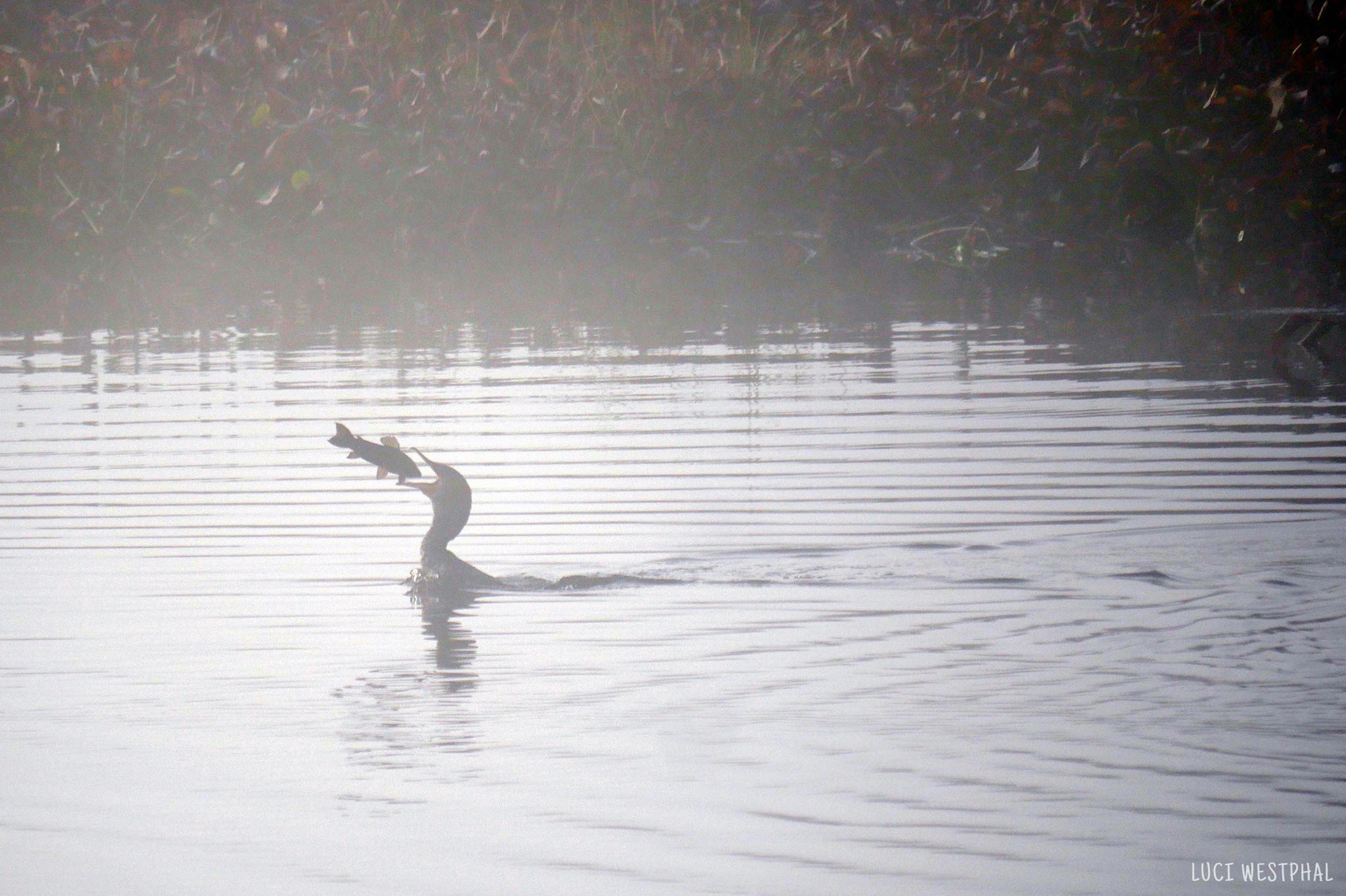 cormorant with big fish perfectly suspended in bill, beak, eating fish, fog, lake