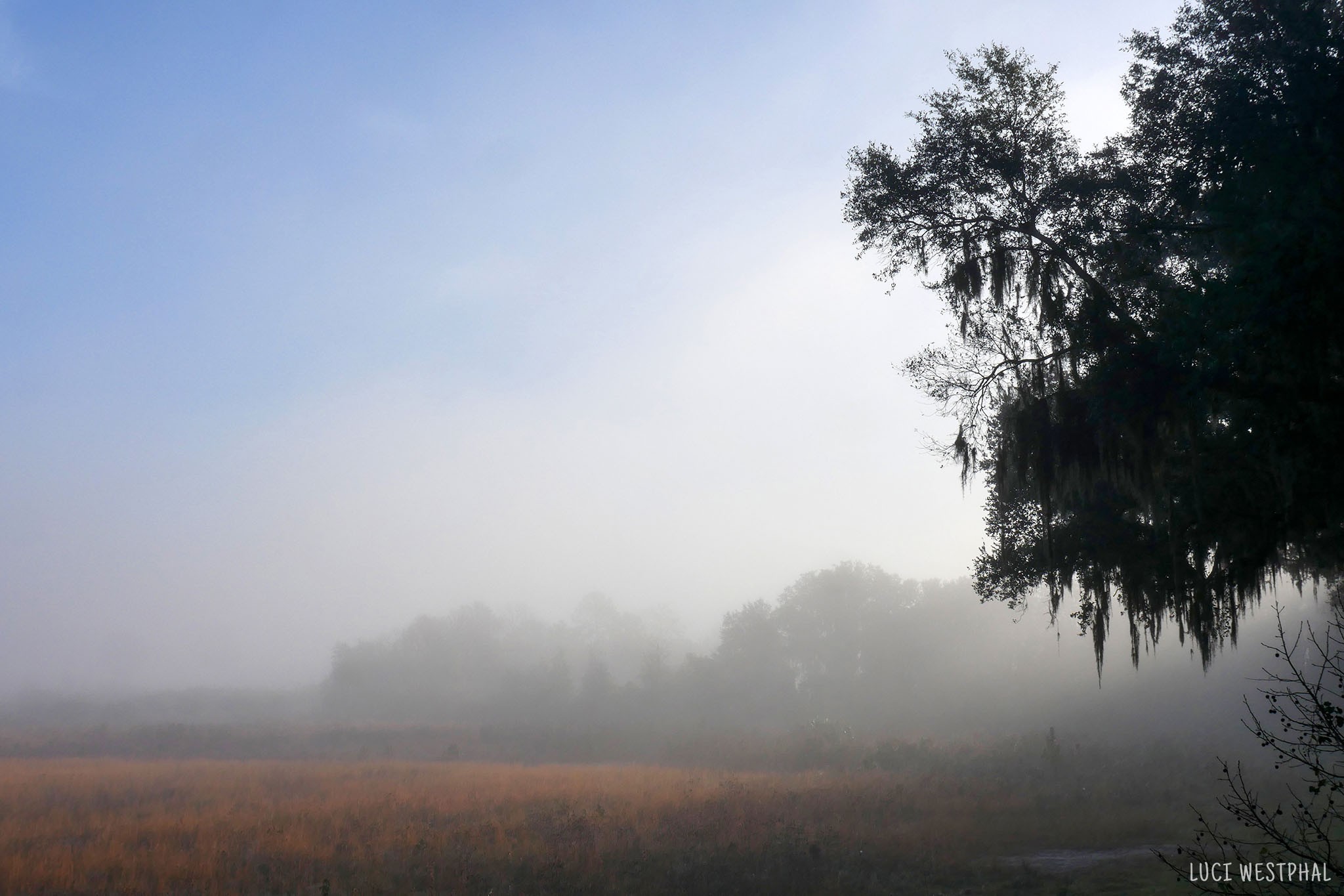 oak trees and prairie, for rising in morning sunlight, Paynes Prairie, Florida