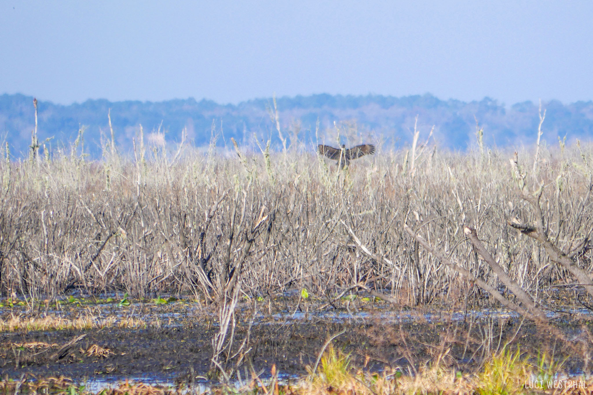 brown bird of prey, wings outstretched, Paynes Prairie, Florida