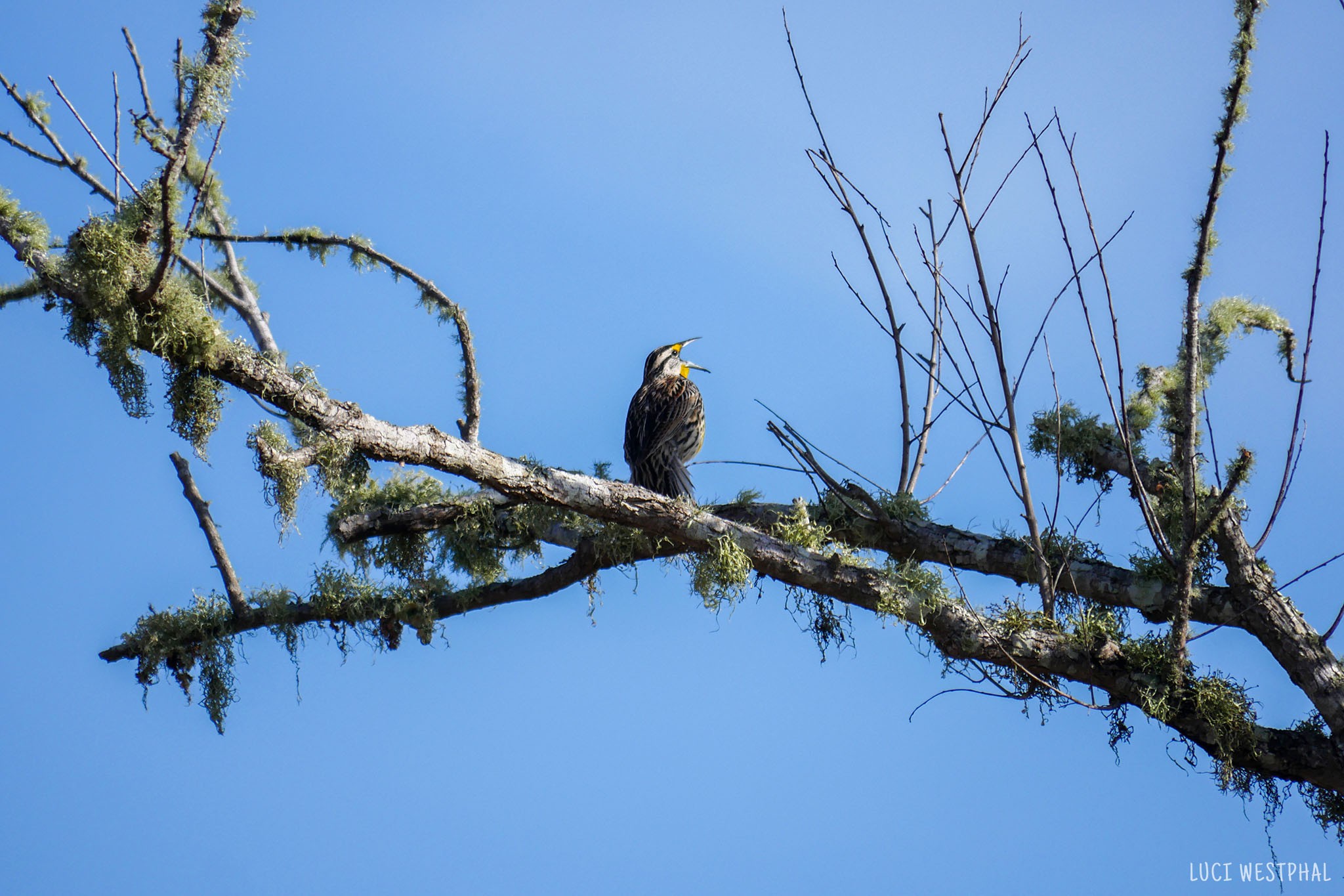 yellow meadowlark singing, winter tree without leaves, blue sky, Paynes Prairie, Florida