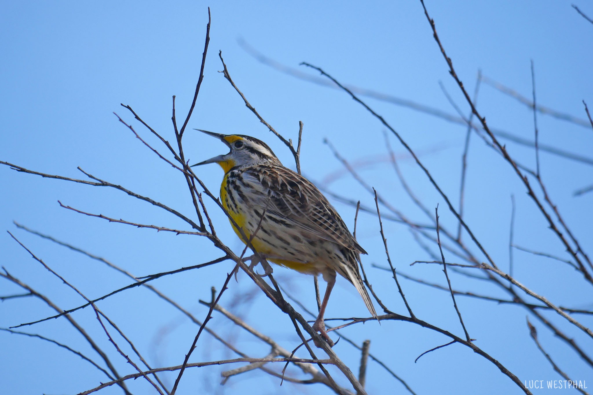 yellow meadowlark singing, winter tree without leaves, blue sky