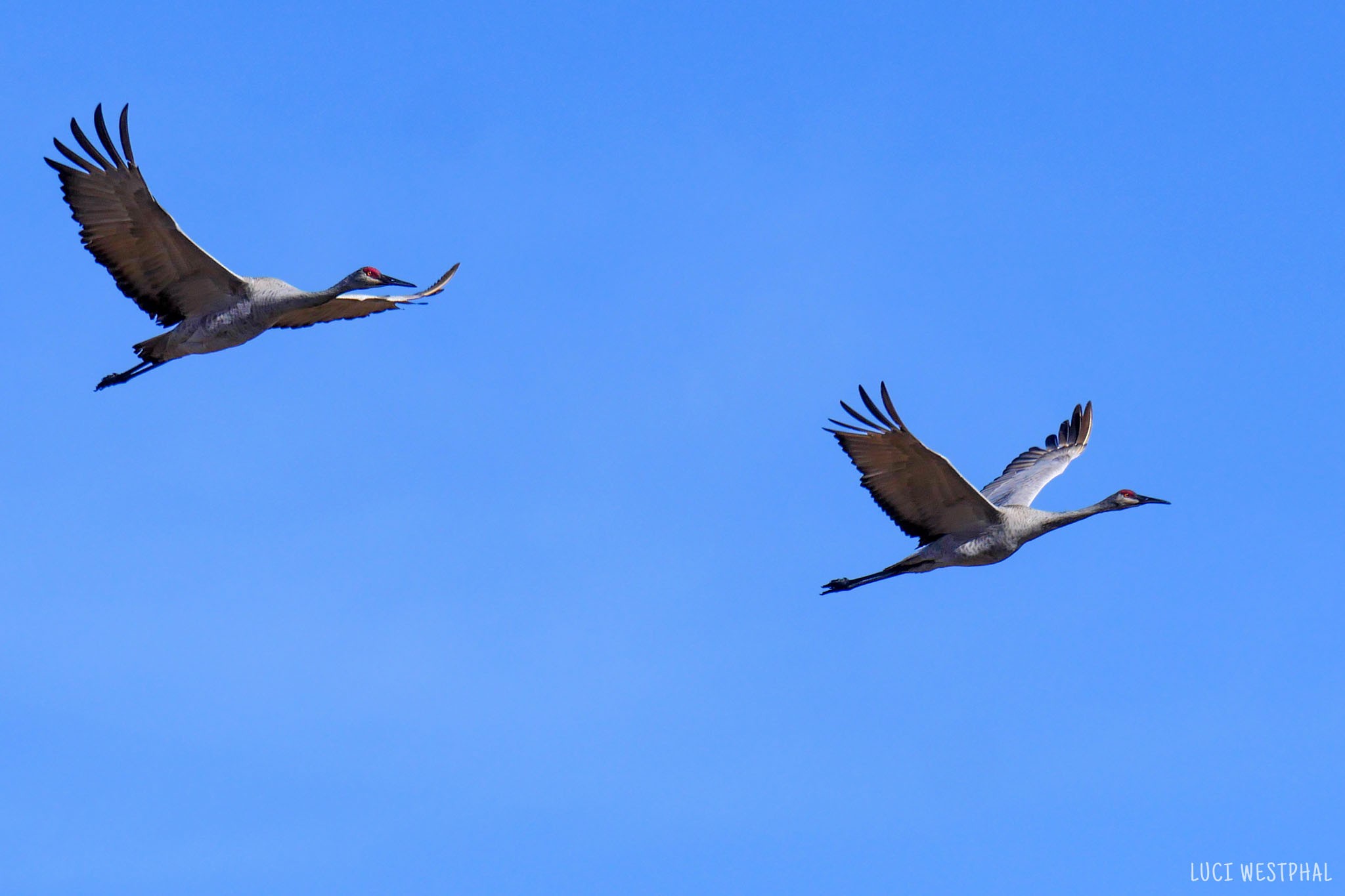 grey sandhill cranes with red heads, long neck extended, flying
