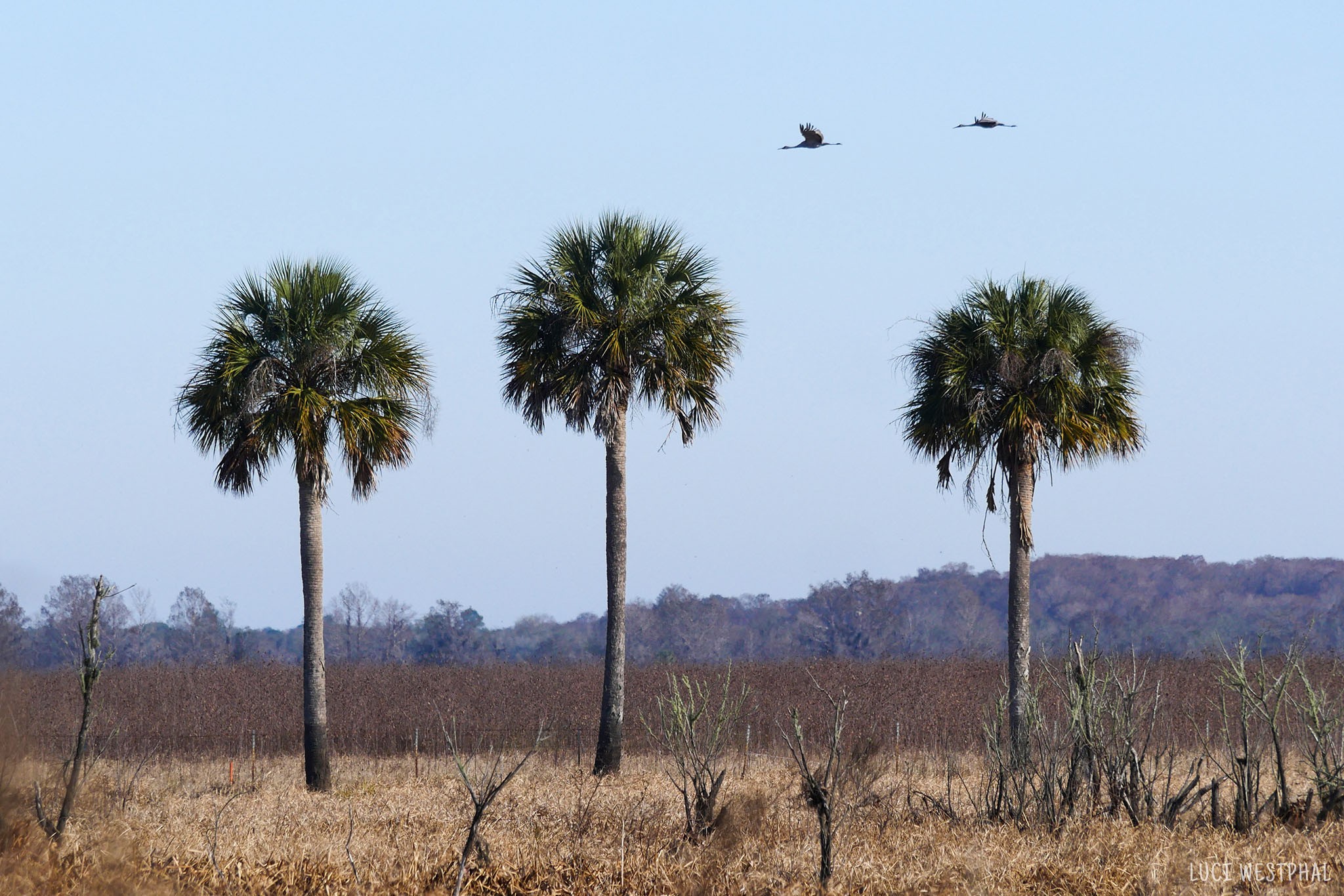 sandhill cranes flying above palm trees, migration, winter in Florida