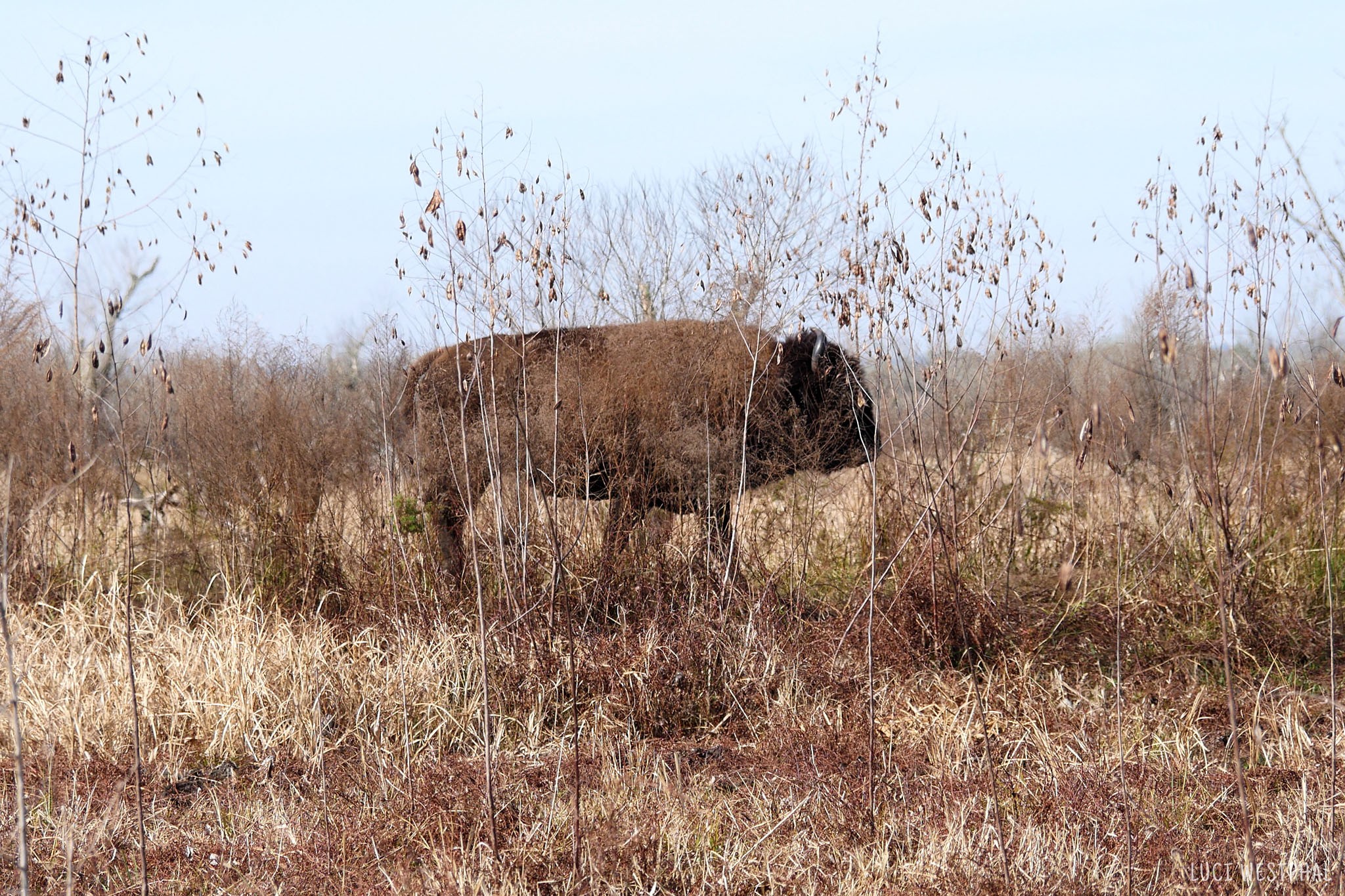 Wild bison walking through brown winter prairie along Cone Kikes Trail, Paynes Prairie State Park, Florida