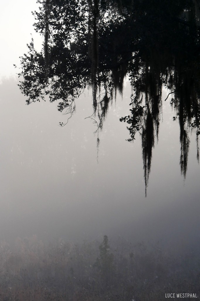 oak trees, spanish moss, morning fog, Paynes Prairie State Park, Florida