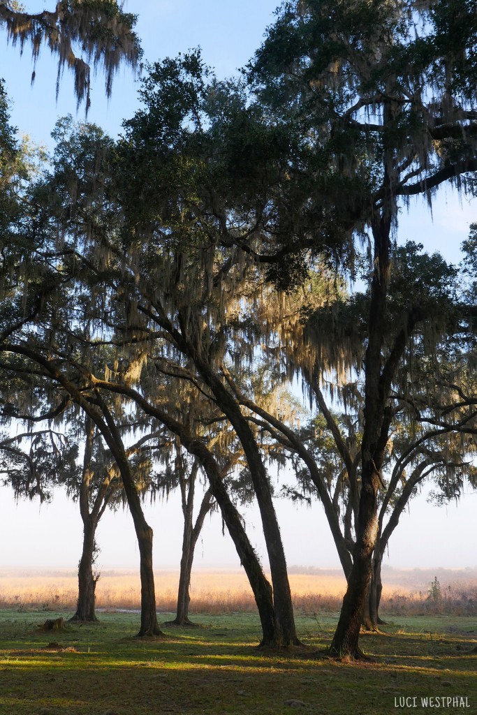 oak trees, spanish moss, morning fog and sunshine, visitors center, Paynes Prairie, Florida
