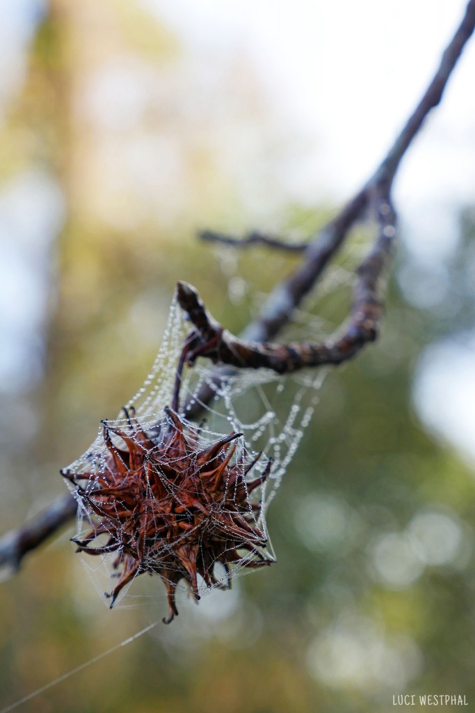 sweet gum, fruit, seed, round with spikes, spiderweb, dew drops, Florida