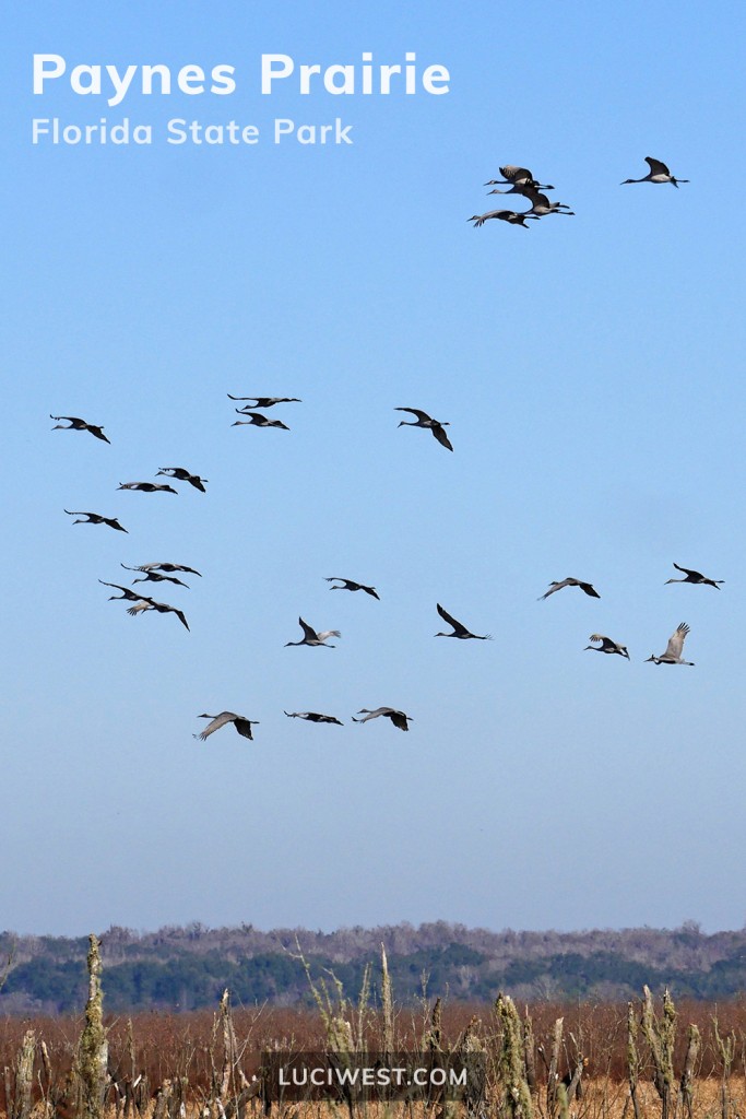 Paynes Prairie State Park in Florida, USA.