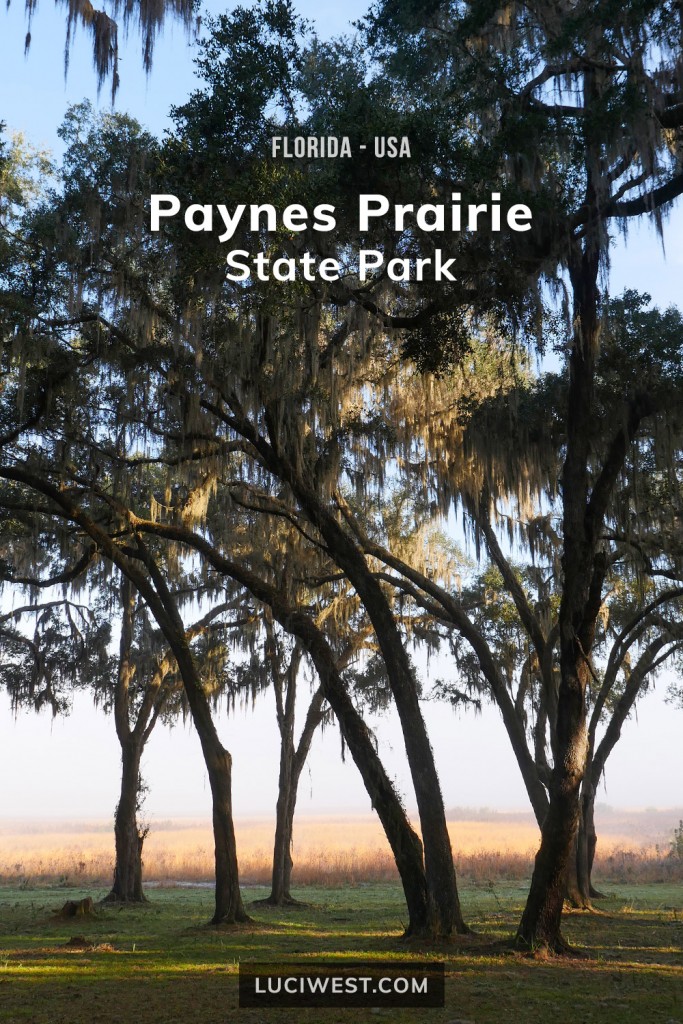 Paynes Prairie State Park in Florida, USA.