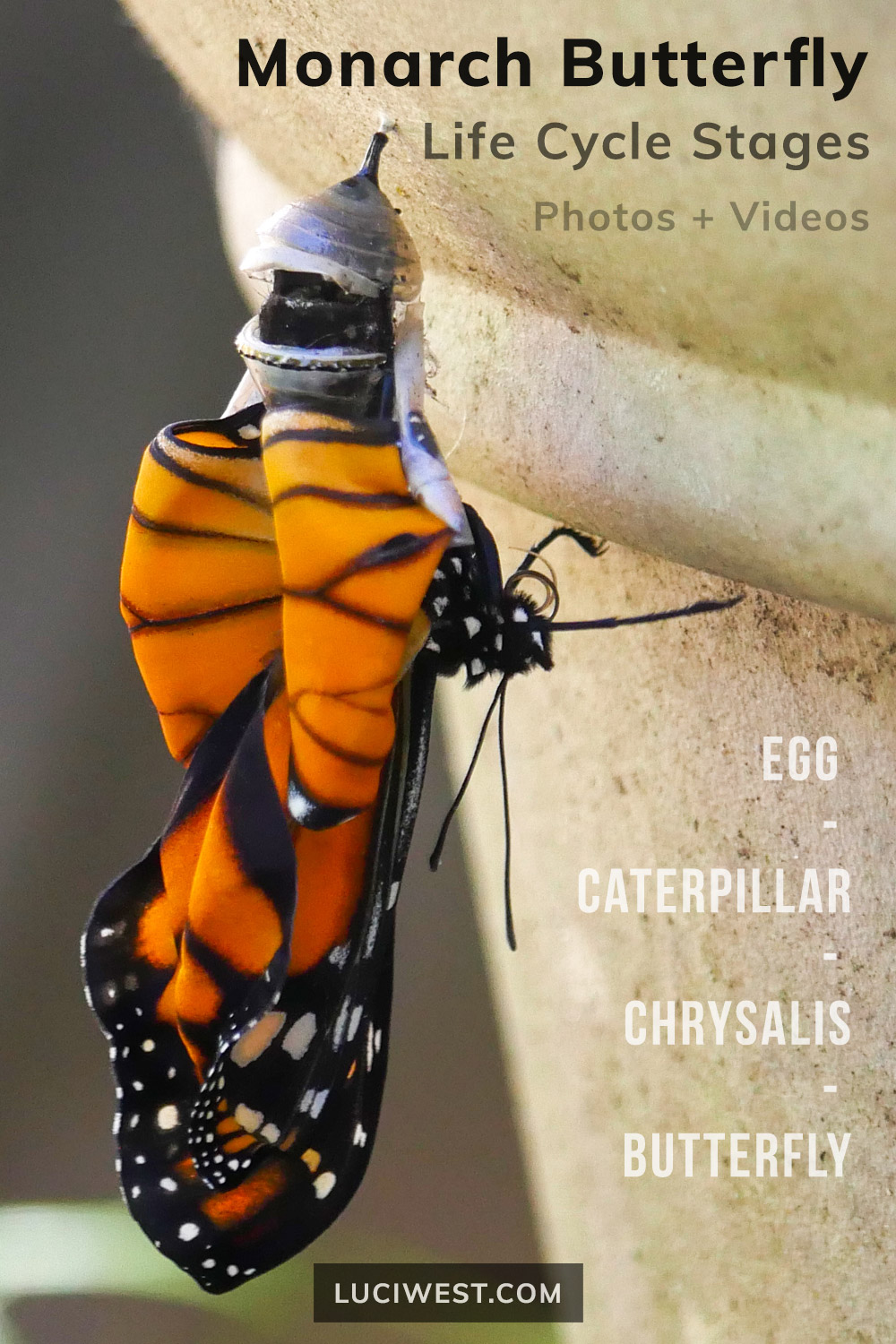 Monarch Butterfly Life Cycle Stages. Monarch butterfly emerges from chrysalis. Monarch transformation from egg to caterpillar to chrysalis to butterfly to egg. Photos and videos.