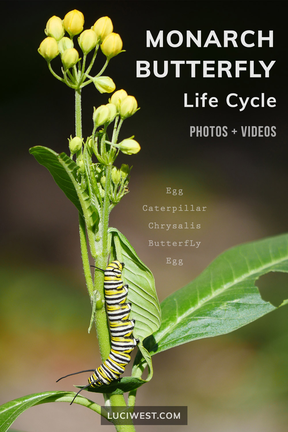 Monarch Butterfly Life Cycle Stages, caterpillar on milkweed plant, monarch transformation from egg to caterpillar to chrysalis to butterfly to egg. Photos and videos.