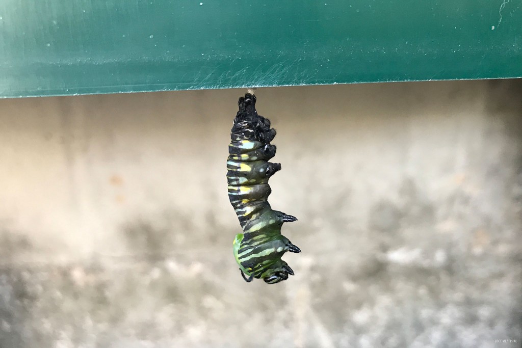 Monarch Butterfly Life Cycle Stage, caterpillar turning into chrysalis