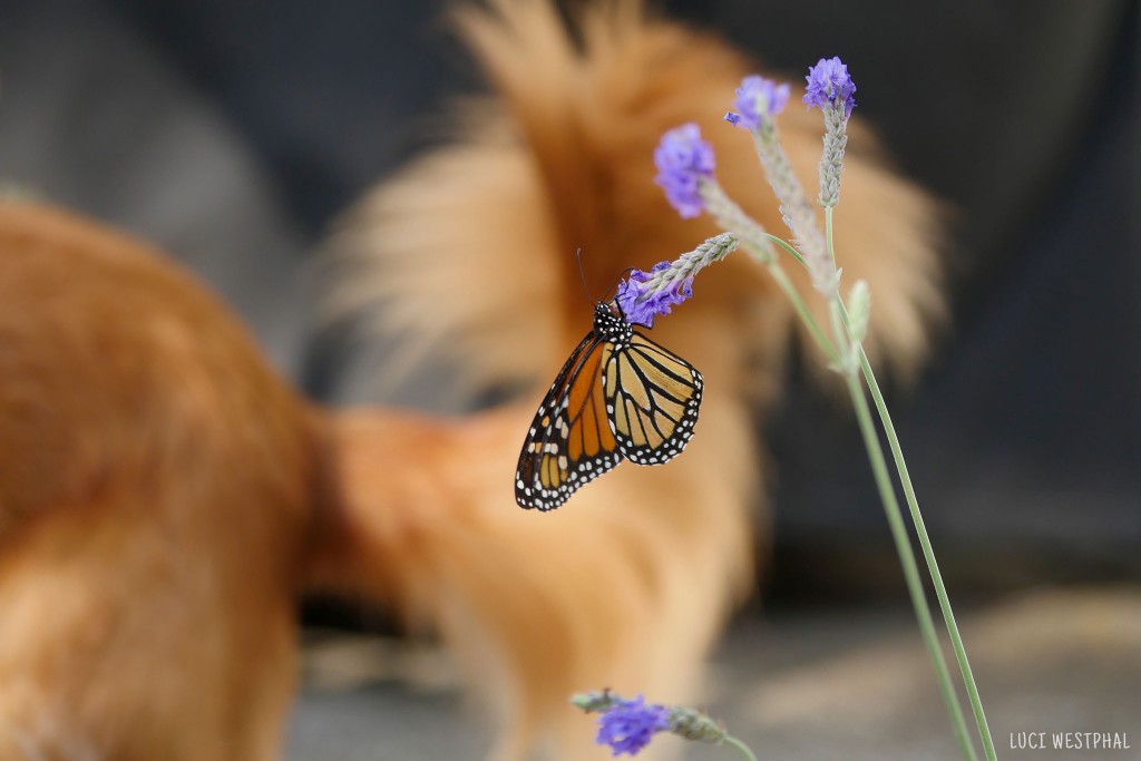 monarch butterfly on lavender camouflaged by matching orange dog fur