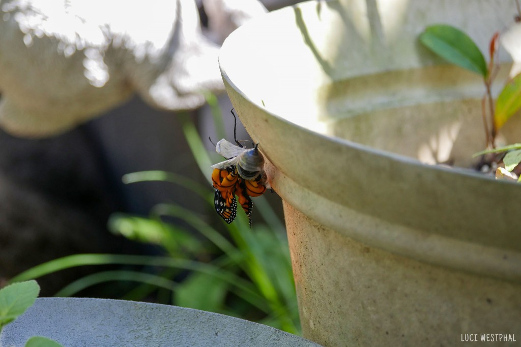 monarch butterfly coming out of its pupa or chrysalis, not a cocoon, wings curled