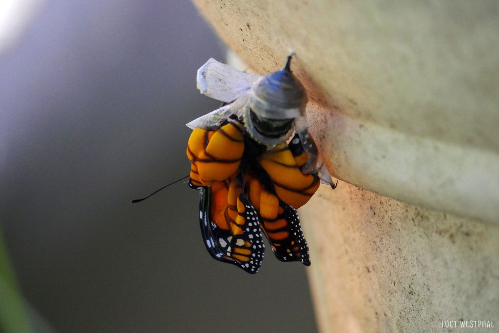 monarch butterfly life cycle stage, butterfly emerges from chrysalis
