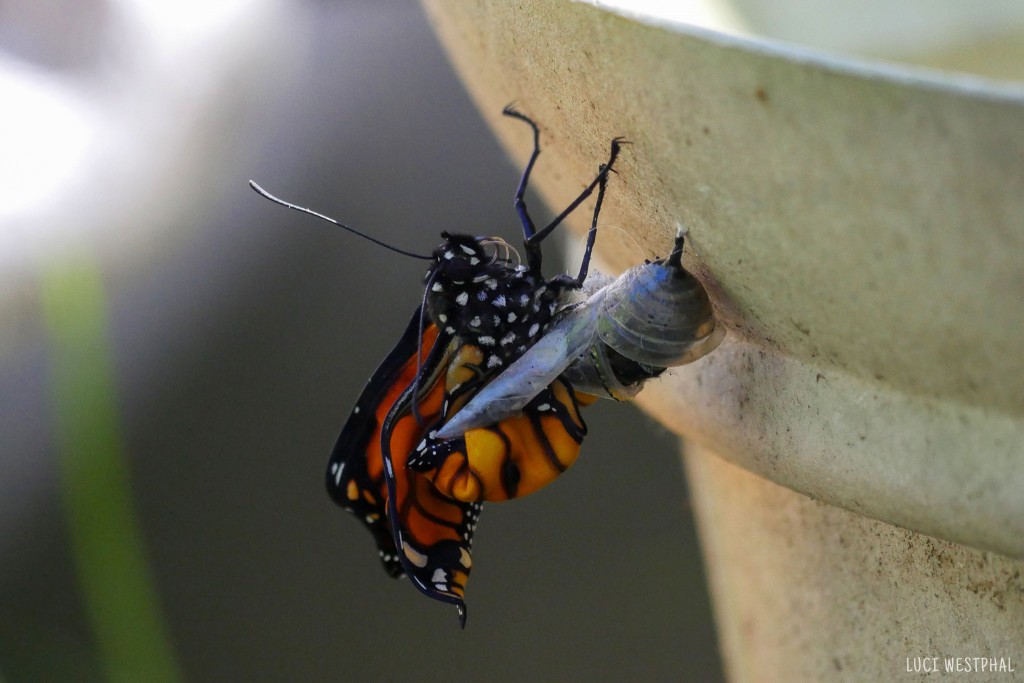 monarch butterfly with legs out, tries to pull body out of chrysalis