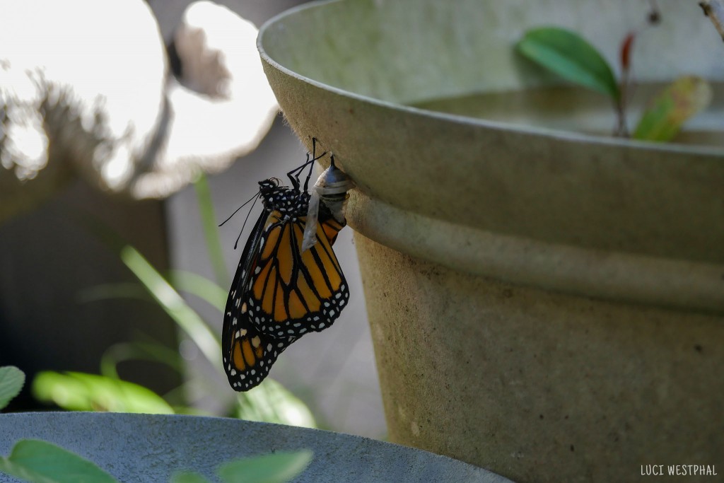 monarch butterfly life cycle stage, almost all the way out of chrysalis