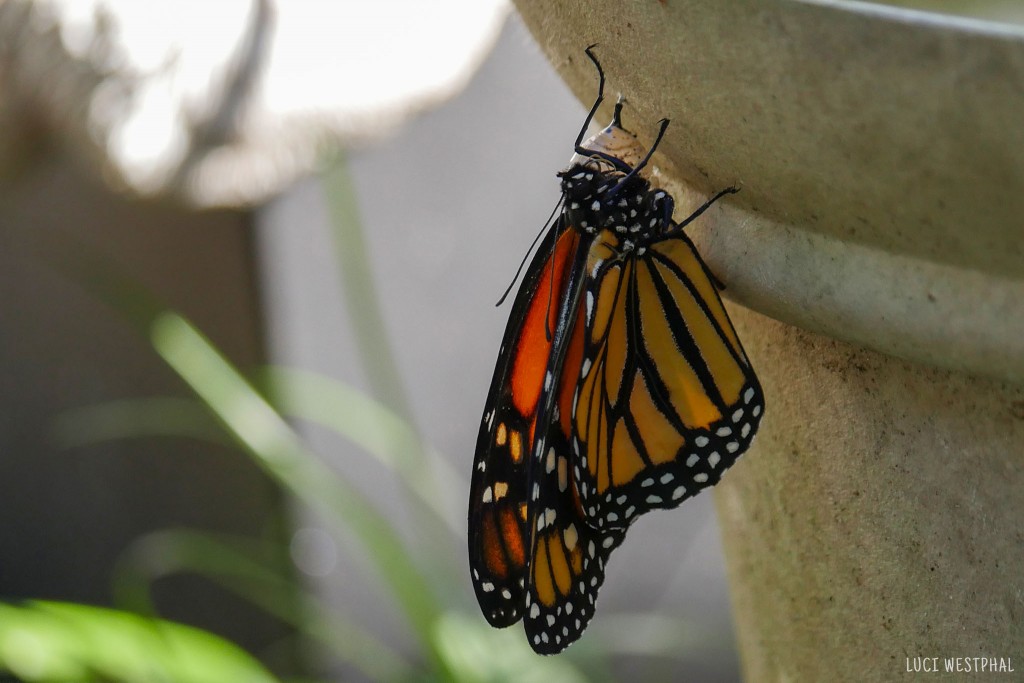 a moment of rest after the butterfly has pulled itself from the chrysalis