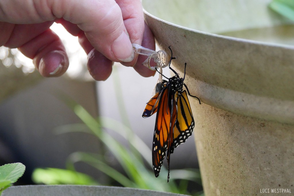 hand pulling chrysalis remains from stuck wing of monarch butterfly to free it