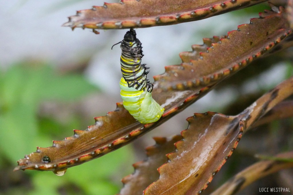 Striped Monarch Caterpillar Larva turns into jade green chrysalis