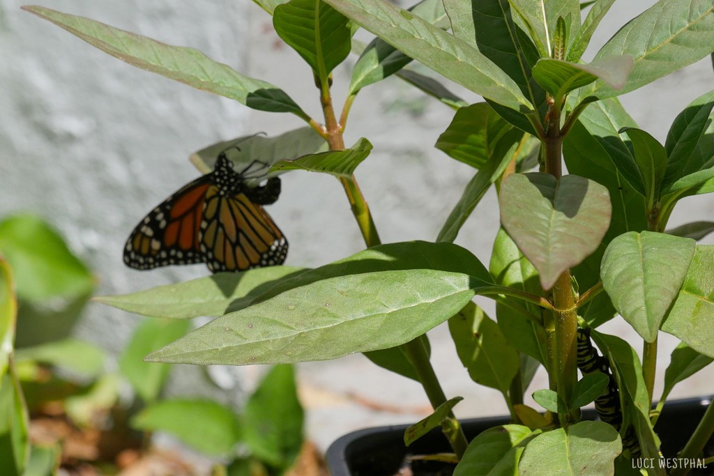 Monarch Butterfly Life Cycle Stage