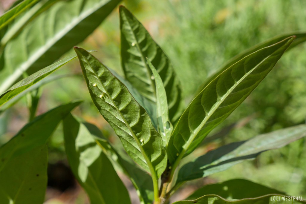 Monarch Butterfly Life Cycle Stages, eggs underneath milkweed leaf