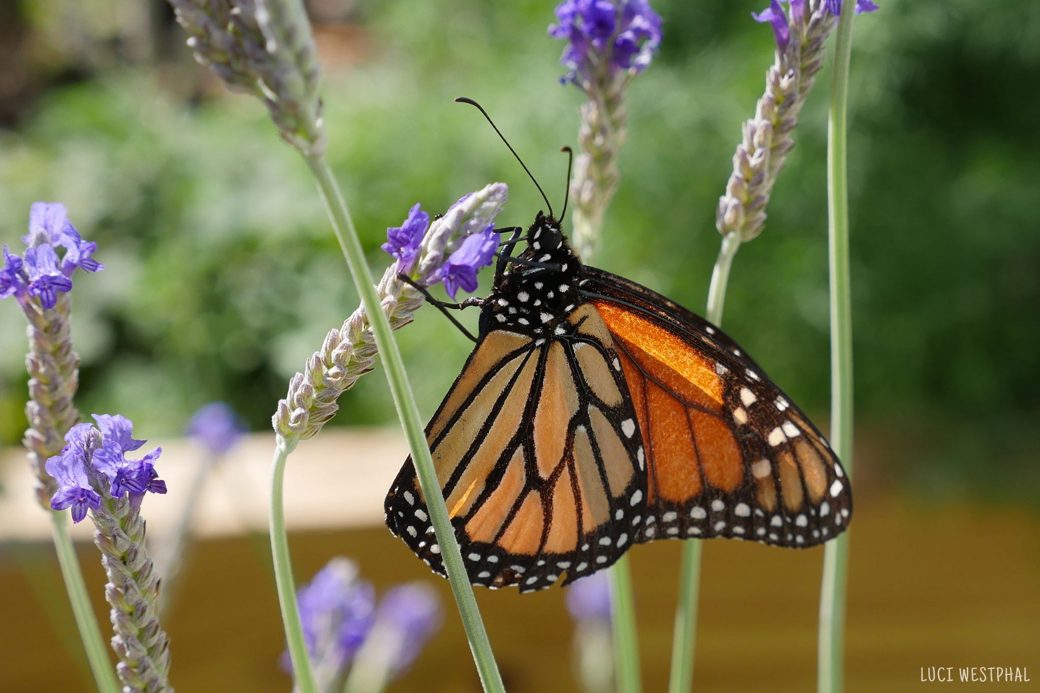 Monarch Butterfly on Lavender, life cycle stages