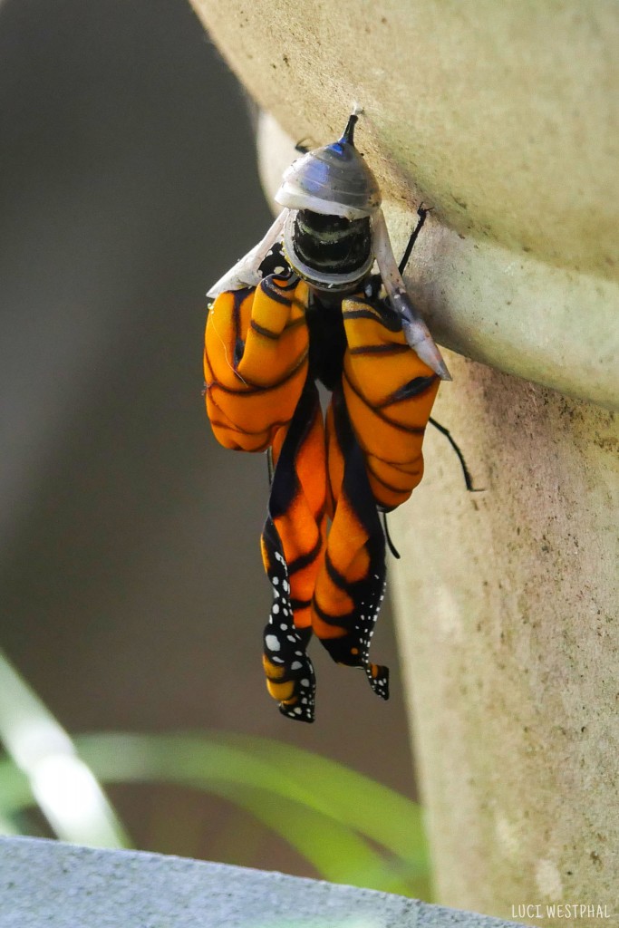 orange and black monarch butterfly emerging from chrysalis aka pupa in Florida