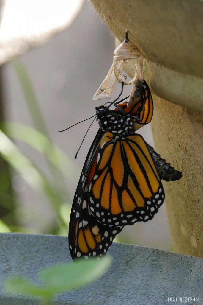 The butterfly has successfully pulled its long body out of the chrysalis skin.