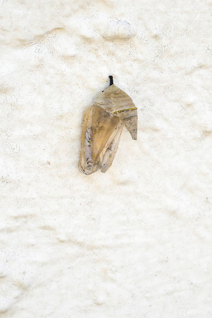 What remains: the yellowish translucent husk of the monarch chrysalis