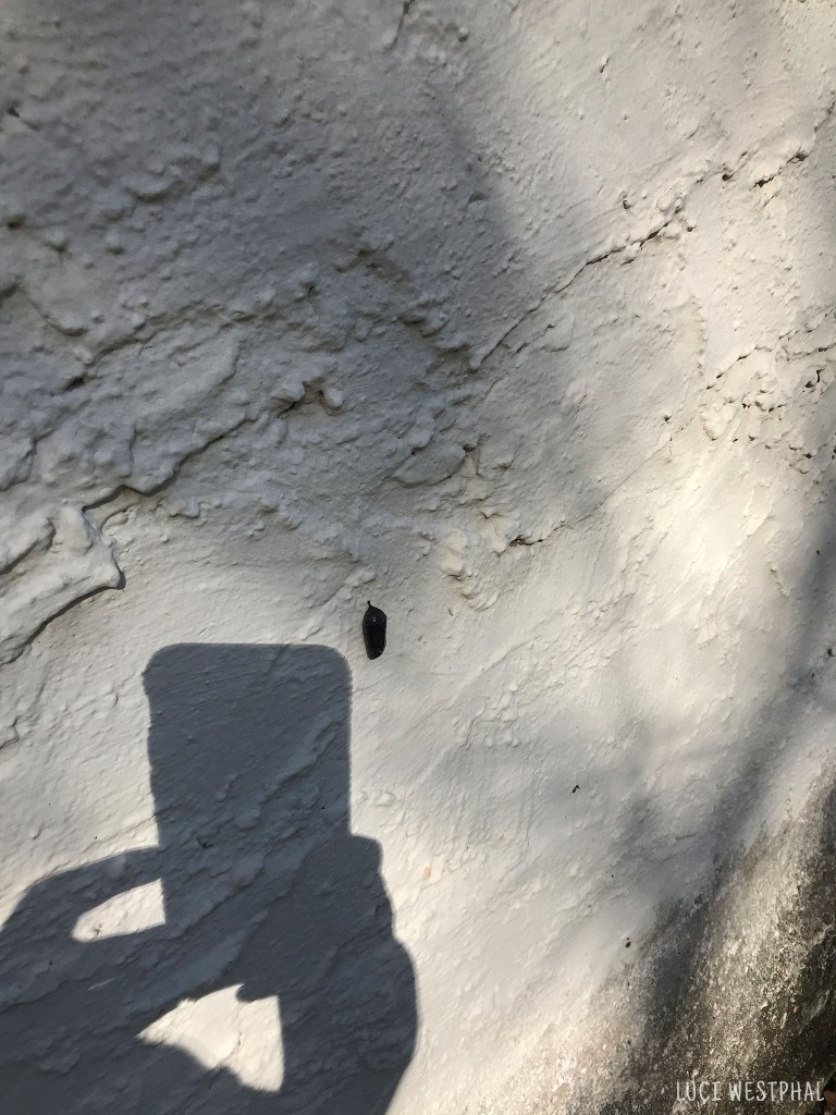 Black Monarch Butterfly Chrysalis stuck on wall