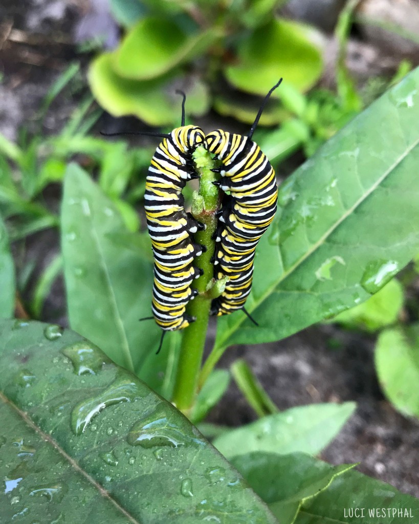 Two large Monarch Caterpillars competitive eating to the top of silky gold milkweed with no flower buds left, tropical, Florida