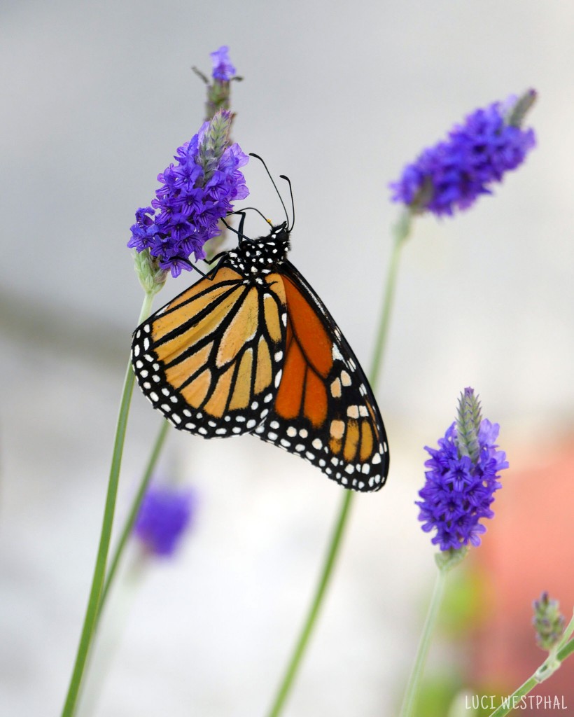 Lavender and Monarch Butterfly Life Cycle Stages