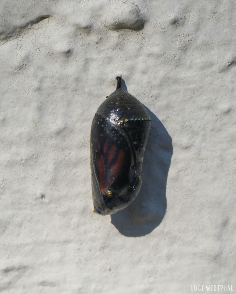 Monarch Butterfly Chrysalis turns black one day before the butterfly emerges, wings are already visible through the pupa skin
